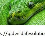 qldwildlifesolutions